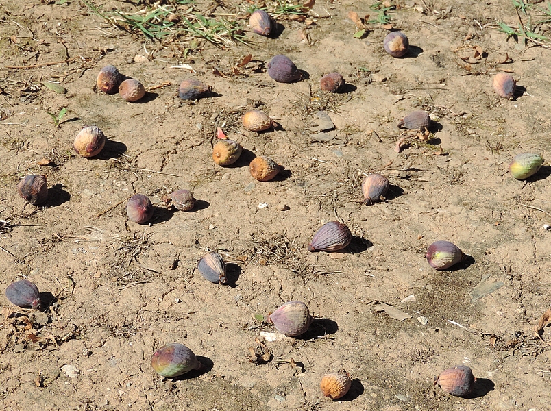 Figues immatures parasit�es par Silba adipata McAlpine, ayant chut� au sol.