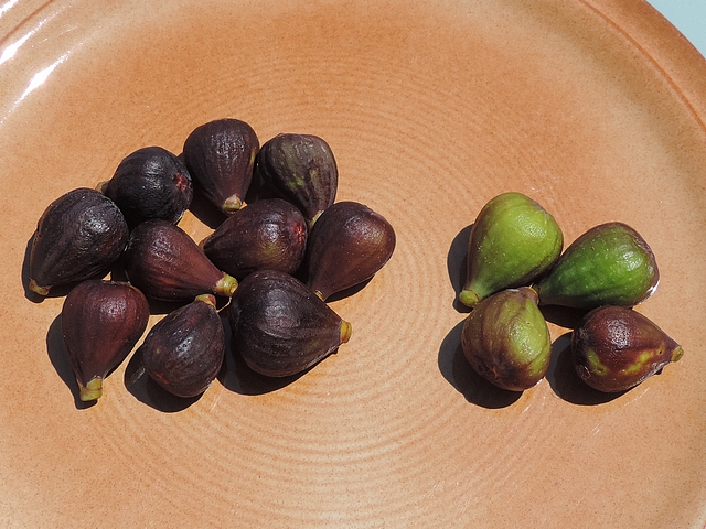 Figues de couleur diff�rente apr�s attaque de Silba adipata McAlpine.