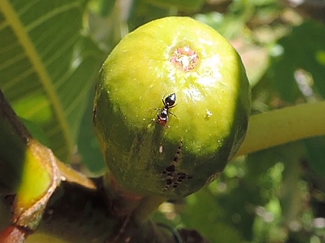 Jet au sol d'un �l�ment blanch�tre par une fourmi depuis une figue immature