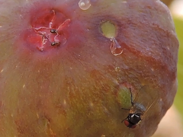 Deux fourmis de taille minuscule s'ins�rant sous les �cailles ostiolaires d'une figue au stade de la v�raison
