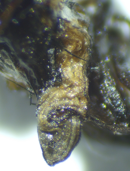 D�tail de la premi�re aile de l'imago de Silba adipata McAlpine mort extrait de l'infrutescence de la figue m�re D3.