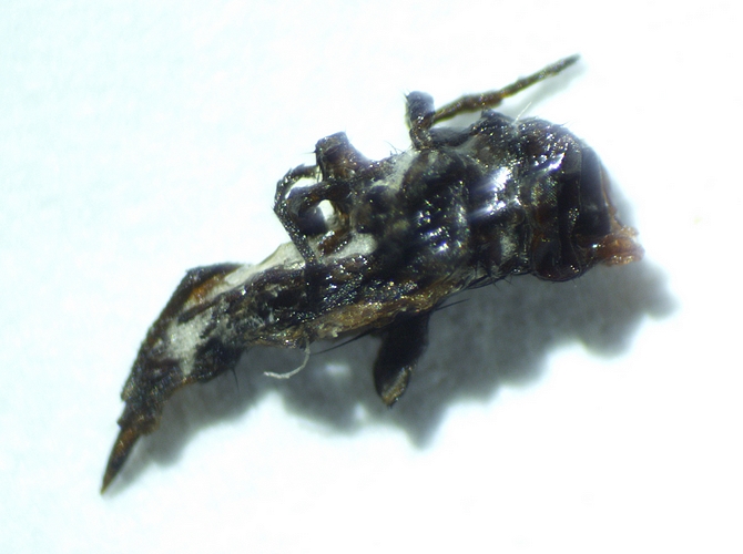 Imago de Silba adipata McAlpine mort extrait de l'infrutescence de la figue m�re D3.
