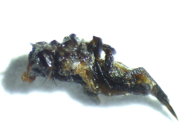 Imago de Silba adipata McAlpine mort extrait de l'infrutescence de la figue m�re D3.