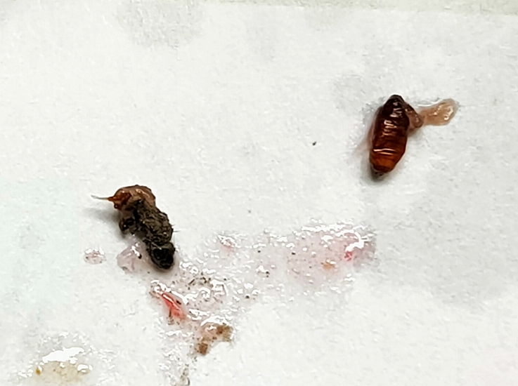 Imago mort et pupe vide de Silba adipata McAlpine extraits de l'infrutescence de la figue m�re D6.