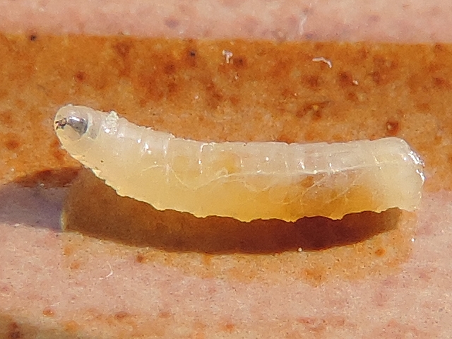 Larve de Silba adipata McAlpine