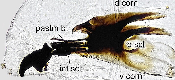 Larve de Silba adipata McAlpine : c�phalosquelette.