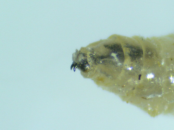 Larve de Silba adipata McAlpine : capsule c�phalique r�tractile sortie hors du premier segment thoracique.