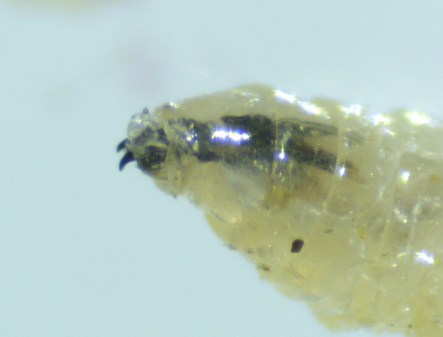 Larve de Silba adipata McAlpine : armature pharyngienne prolong�e des mandibules (crochets buccaux)