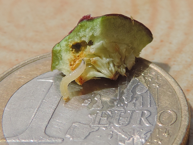 Larve de Silba adipata McAlpine extraite de la figue de 1,5 cm de diam�tre