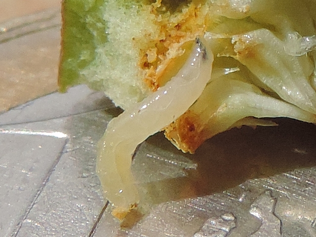 Larve de Silba adipata McAlpine extraite de la figue de 1,5 cm de diam�tre