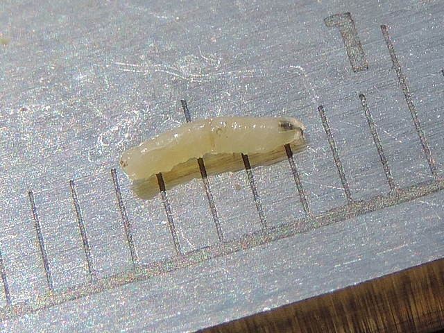 Mesure de la larve de Silba adipata McAlpine extraite de la figue de 1,5 cm de diam�tre