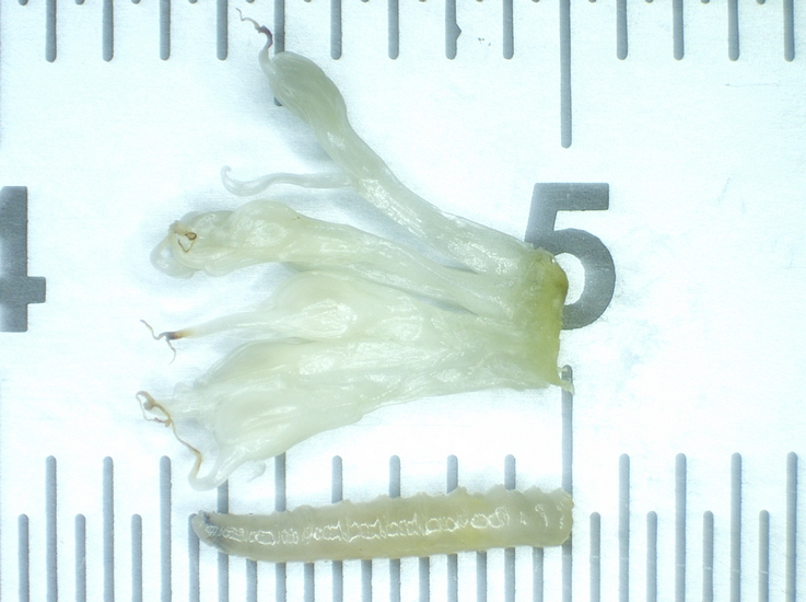 Silba adipata McAlpine : larve de 6,5 mm de longueur, compar�e � la taille des fleurs.