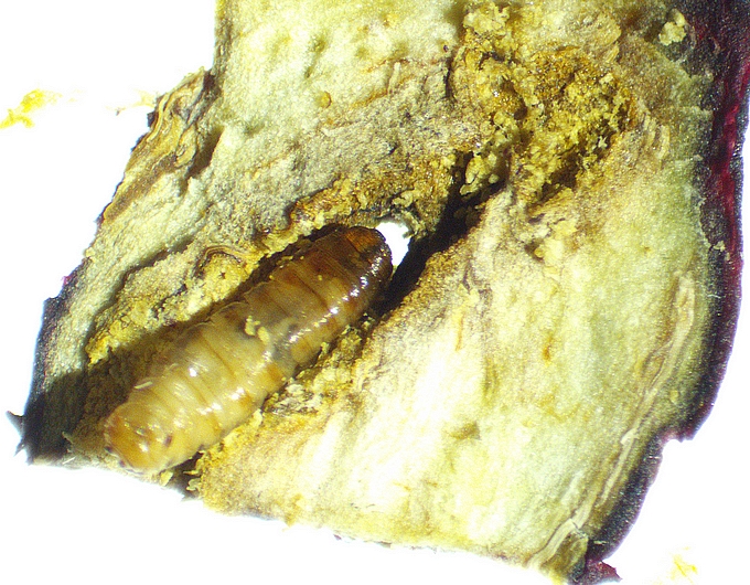 Silba adipata McAlpine : larve morte (d�but de pupation) dans une galerie du parenchyme.