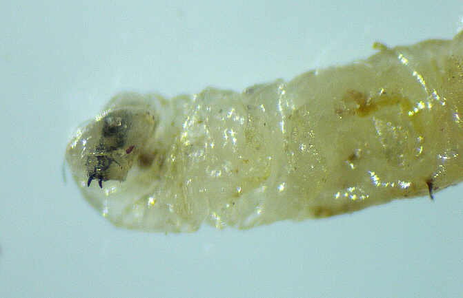 Larve de Silba adipata McAlpine : ouverture de la poche abritant la capsule c�phalique (premier segment thoracique).