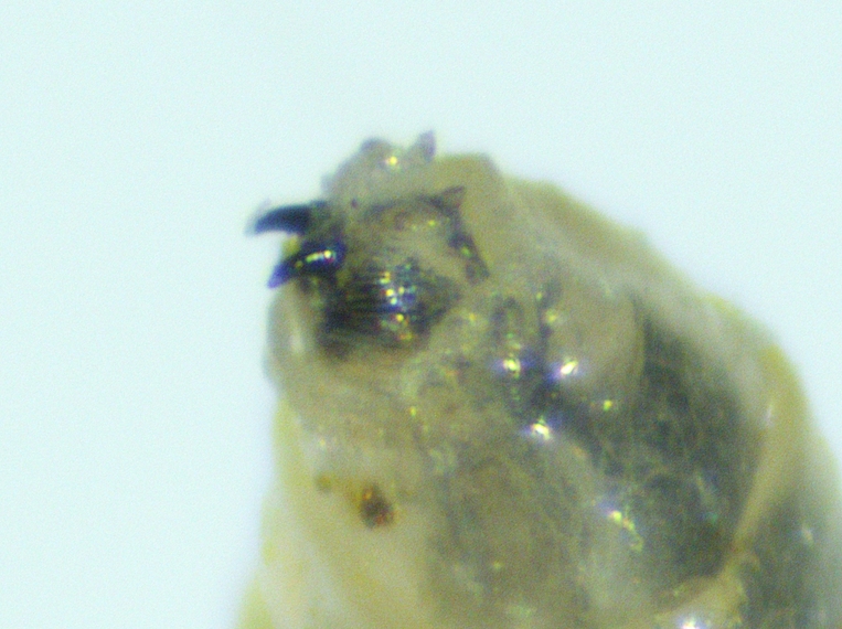 Larve de Silba adipata Mcalpine : lobe oral avec lignes transversales.