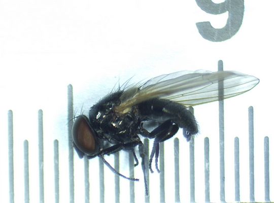 Silba adipata McAlpine : mesure d'un individu m�le de 4 mm de long.
