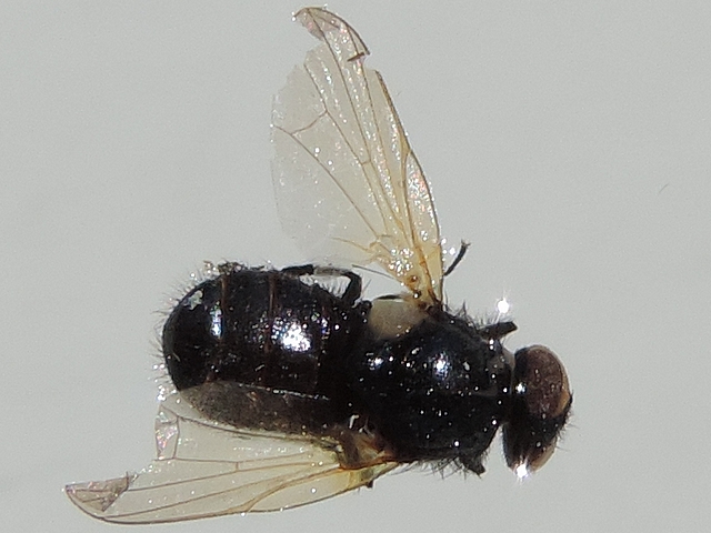Silba adipata McAlpine : individu m�le de 5 mm de longueur de corps