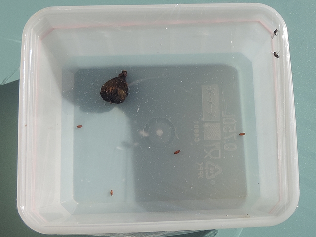 Mouche de la figue : bo�te d'�mergence avec quatre pupes et deux imagos