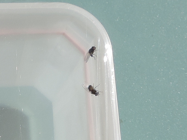 Mouche de la figue : imagos lib�r�s dans une bo�te d'�mergence