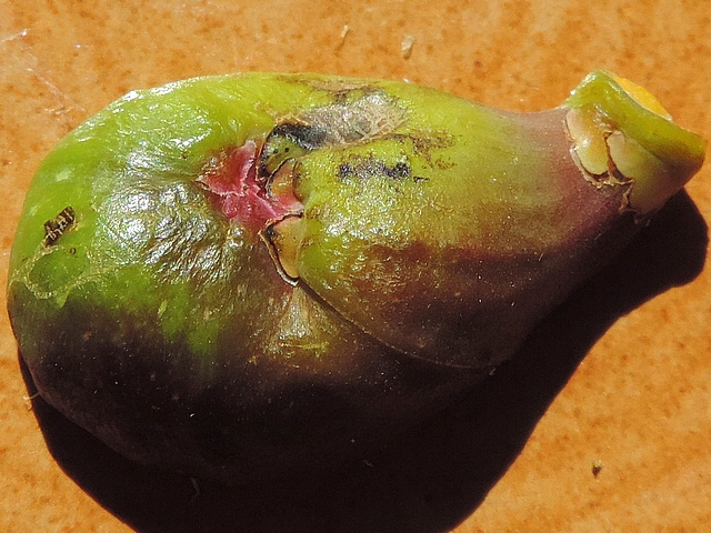 Figue immature difforme (ostiole sur le c�t�) attaqu�e par Silba adipata McAlpine