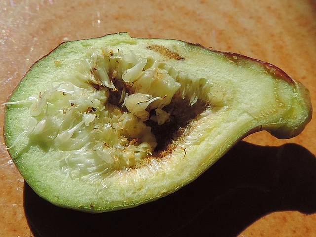 Figue immature difforme (ostiole sur le c�t�) attaqu�e par Silba adipata McAlpine