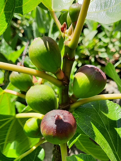 Figues immatures de la vari�t� 'Ronde de Bordeaux' attaqu�es par Silba adipata McAlpine