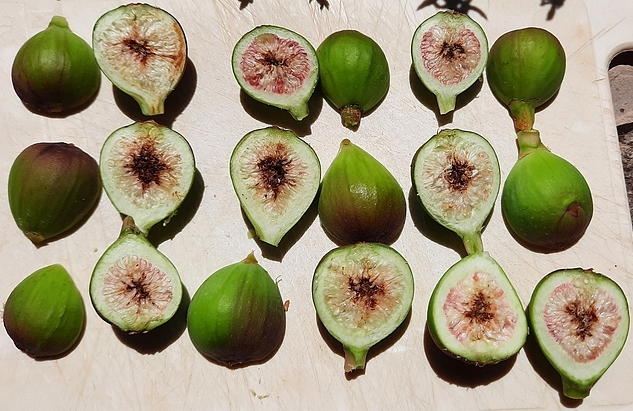 Figues immatures de la vari�t� 'Ronde de Bordeaux' attaqu�es par Silba adipata McAlpine