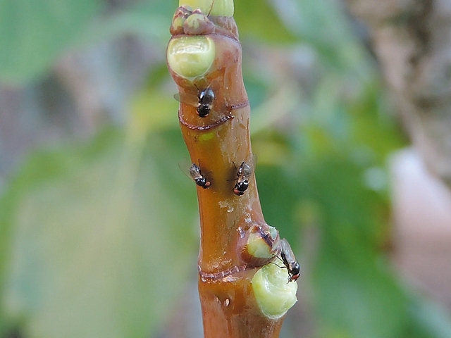 Mouches de la figue se d�pla�ant toutes dans le m�me sens sur un jeune rameau de figuier