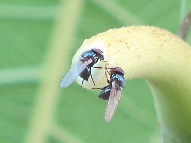 Mouche de la figue touchant la t�te d'une autre mouche de la figue avec sa deuxi�me patte droite