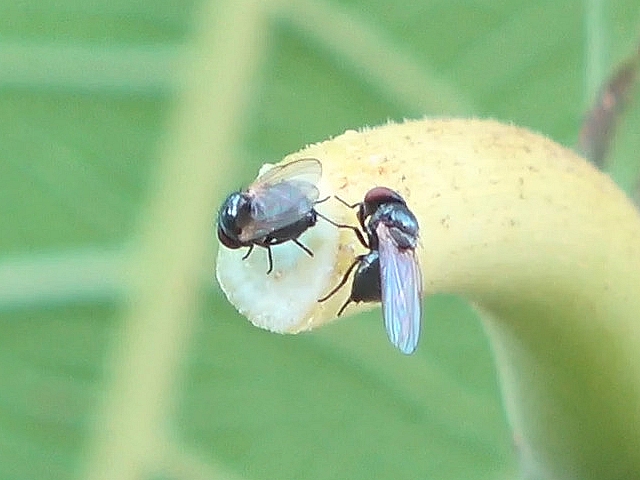 Mouche de la figue touchant l'abdomen d'une autre mouche de la figue avec sa deuxi�me patte gauche