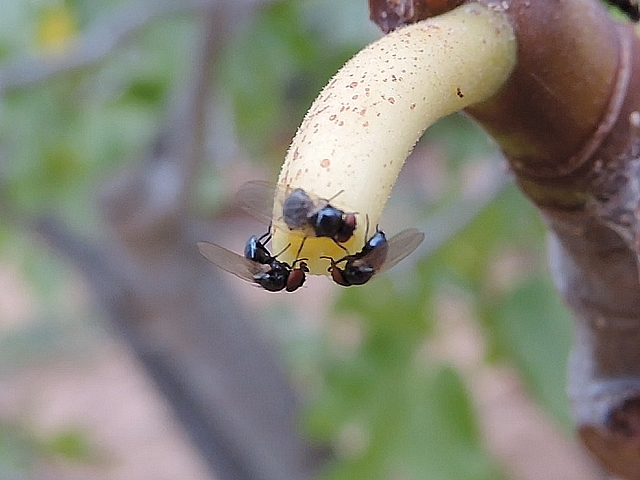 Mouche de la figue (en haut) touchant simultan�ment deux autres mouches de la figue lors d'un repoussement