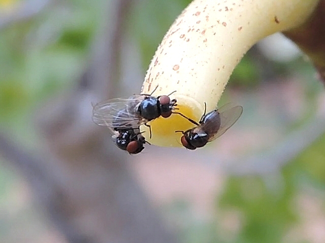 Mouche de la figue touchant la t�te d'une autre mouche de la figue avec sa deuxi�me patte droite
