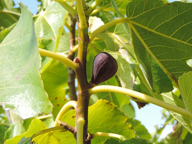 Mouche noire du Figuier (Silba adipata McAlpine) : figue attaqu�e enti�rement rouge violac� (� ramasser sur l'arbre)