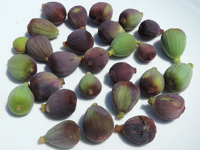 Silba adipata McAlpine : figues attaqu�es ramass�es sur l'arbre