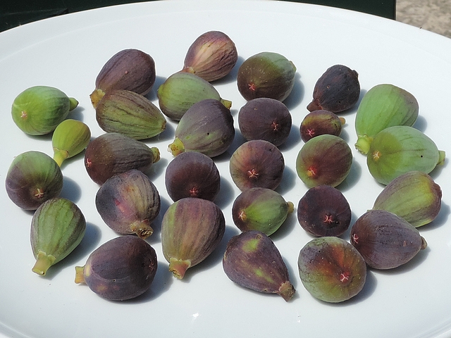 Silba adipata McAlpine : figues infest�es ramass�es sur l'arbre.