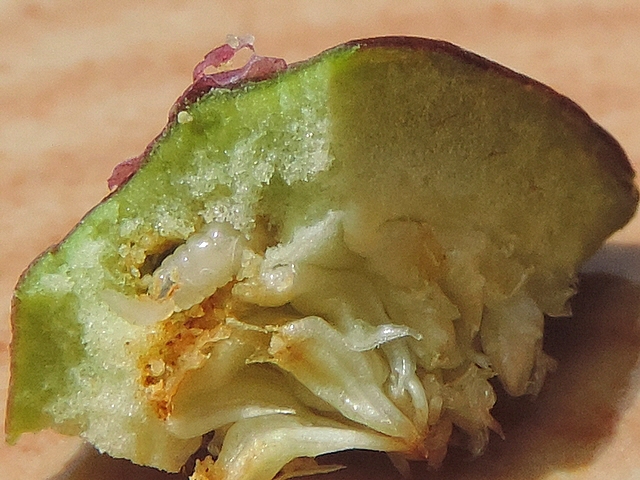 Mouche de la figue : larve dans une galerie creus�e dans le parenchyme, entre �piderme et inflorescence