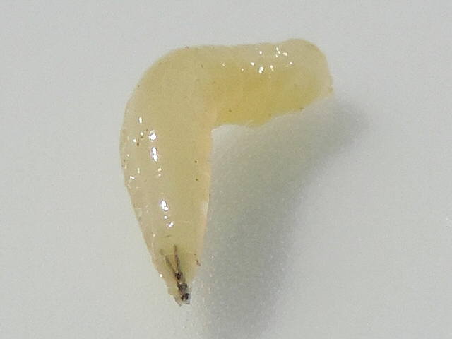 Larve de Silba adipata McAlpine : armature pharyngienne (en V) prolong�e des mandibules, ce qui forme un "Y"