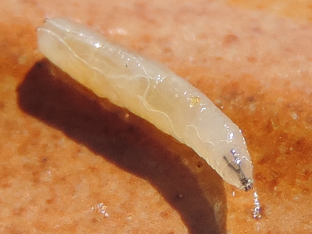 Larve de Silba adipata McAlpine : armature pharyngienne (en V) prolong�e des mandibules, ce qui forme un "Y"