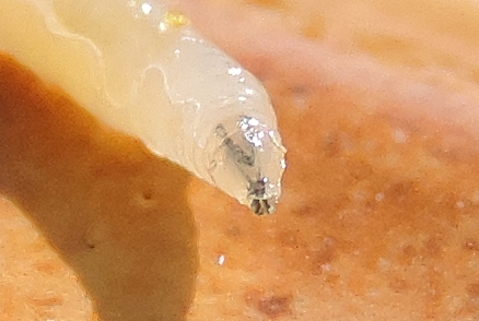 Larve de Silba adipata McAlpine : armature pharyngienne (en V) prolong�e des mandibules, ce qui forme un "Y"