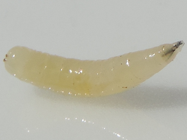 Larve de Silba adipata McAlpine : capsule c�phalique (vue de dessous)