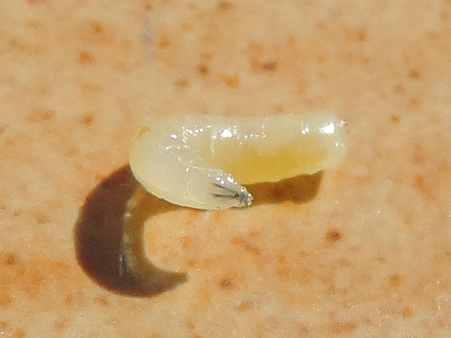 Larve de Silba adipata McAlpine : capsule c�phalique sortie � l'extr�mit� du premier segment thoracique