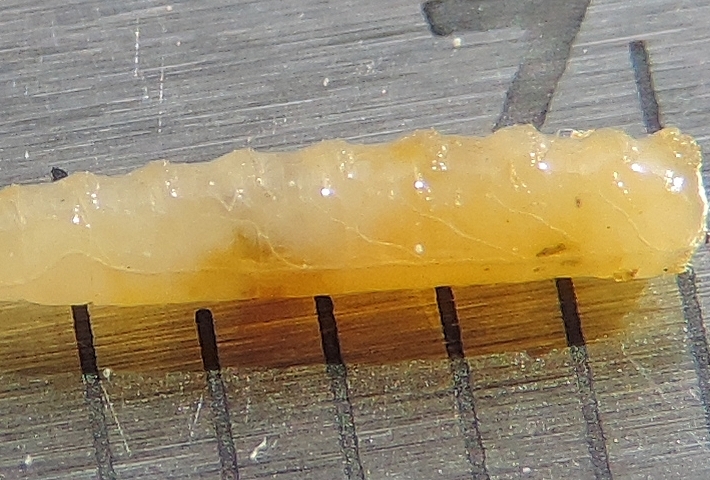 Silba adipata McAlpine : mamelons ambulatoires des 8 segments abdominaux de la larve