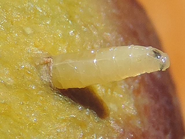 Silba adipata McAlpine : larve quittant une figue immature.