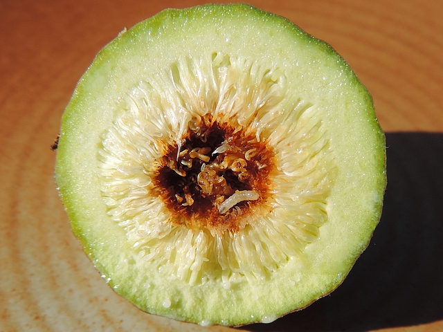 Mouche de la figue : cavit� centrale d'une figue immature infest�e (coupe transversale)