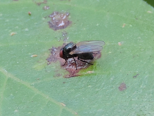 Silba adipata McAlpine se nourrissant de latex sur une tache d'anthracnose d'une feuille de figuier
