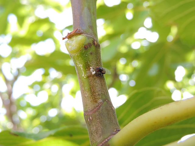 Mouche de la figue consommant le latex d�pos� en app�t sur un rameau de l'ann�e de figuier