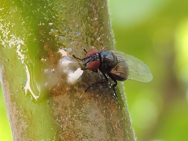 Mouche de la figue consommant le latex d�pos� en app�t sur un rameau de l'ann�e de figuier
