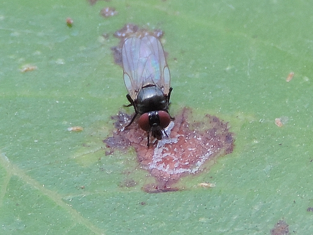 Silba adipata McAlpine se nourrissant de latex sur une tache d'anthracnose d'une feuille de figuier