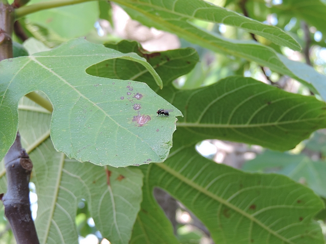 Silba adipata McAlpine sur feuille de figuier, � proximit� de taches d'anthracnose