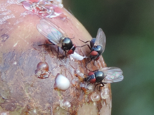Trois mouches de la figue se nourrissant du latex ayant �merg� de trous de ponte de Ceratitis capitata Wiedemann